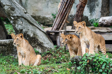 Three lion cubs, about 6 months old, are interested in something.