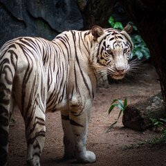the white tiger looked at me