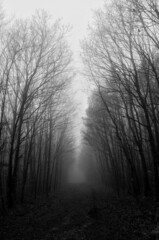Wald im Nebel, Bäume in schwarz-weiß