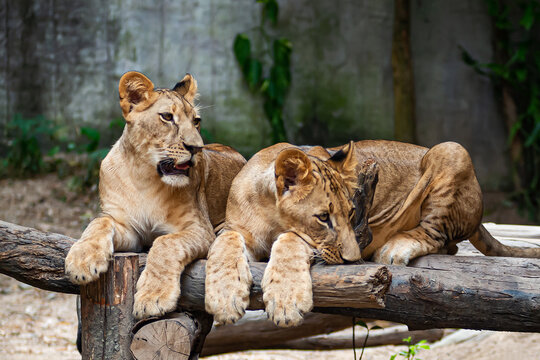 Two lion cubs, about 6 months old, lie down and rest.