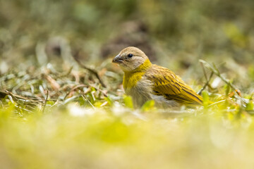 beautiful photo of a small yellow exotic tropical bird walking on the green grass on a sunny day in the park
