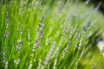 Lavender bushes closeup on sunset. Sunset gleam over purple flowers of lavender. 