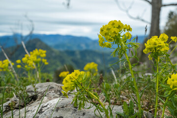 Scenic view from summit of mount Roethelstein near Mixnitz in Styria, Austria. Small alpine meadow with yellow flowers in the Grazer Bergland in Styria, Austria. Wandelust