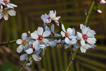 Almond Blossoms 8831