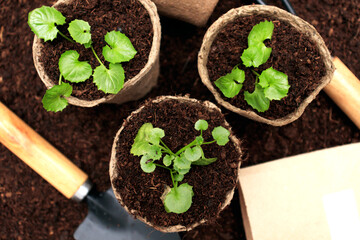 cultivation of seedlings. Seedlings in biodegradable pots. Green plants in peat pots. Baby plants sowing in small pots. Trays for agricultural seedlings.