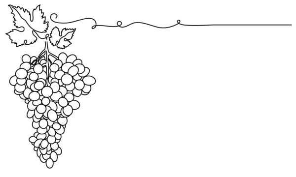Bunches of grapes and leaves. Vine. Vector line drawing on white or transparent background