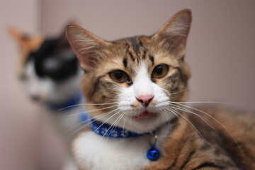 A cat sits comfortably on a casual day against a light brown background.