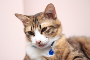 A cat sits comfortably on a casual day against a light brown background.