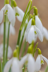 Fototapeta premium Snowdrops, Podyji, Southern Moravia, Czech Republic