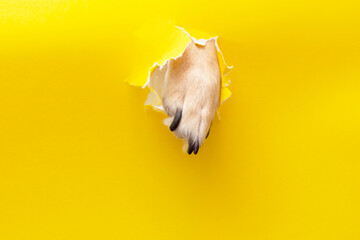 dog paw sticking out of a hole in a yellow torn piece of paper