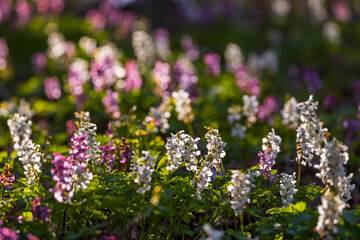 Obraz premium Hollow smokestack (Corydalis cava), spring forest, Southern Moravia, Czech Republic