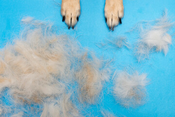dog hair after grooming on a blue background. dog paws