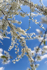 white flowering tree against the blue sky