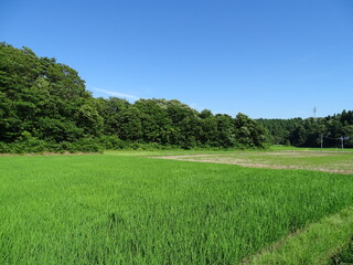 夏の農村風景