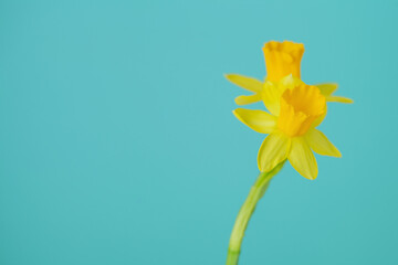 Fototapeta na wymiar Yellow narcissus on a pastel blue background, spring floral bouquet frame