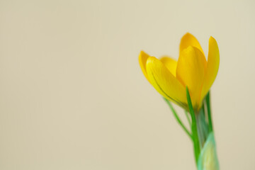 Yellow spring crocus flowers background