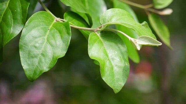 Loranthus with a natural background. Parasitic plants that grow on the branches of woody trees. It belongs to the family Loranthaceae