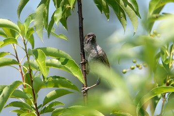 bird on a branch