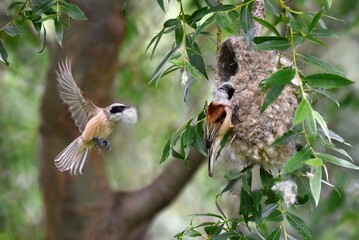bird on a branch