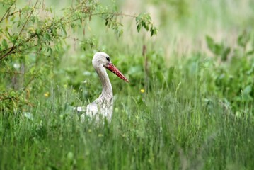white stork in the grass