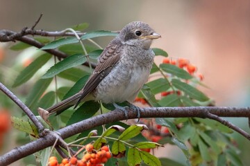 robin on a branch
