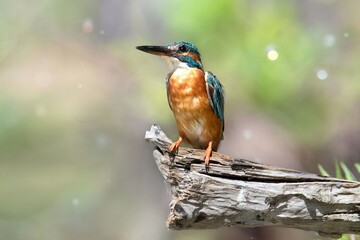 bird on a branch