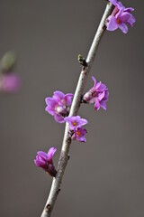 Purple mezereon (Daphne mezereum) flowers, mezereon, spring