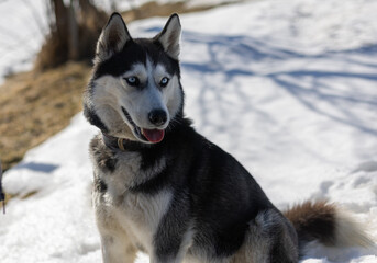 Husky mit blauen Augen.