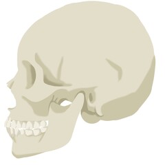 color illustration of a skull in profile