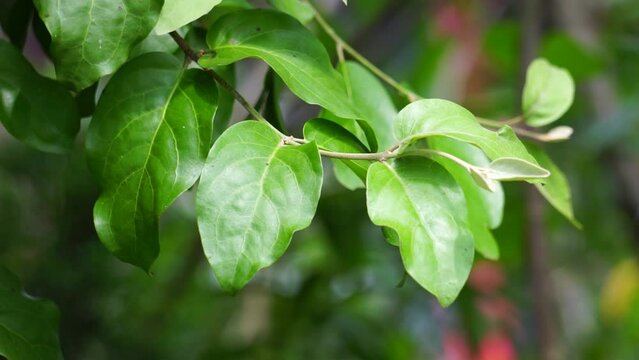 Loranthus with a natural background. Parasitic plants that grow on the branches of woody trees. It belongs to the family Loranthaceae