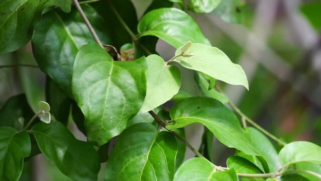 Loranthus with a natural background. Parasitic plants that grow on the branches of woody trees. It belongs to the family Loranthaceae