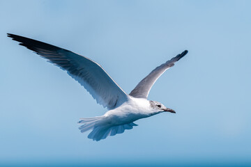A non-breeding adult Laughing Gull (Leucophaeus atricilla) in flight against a clear blue sky.