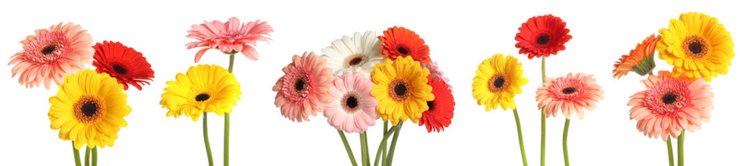 Set with beautiful gerbera flowers on white background. Banner design