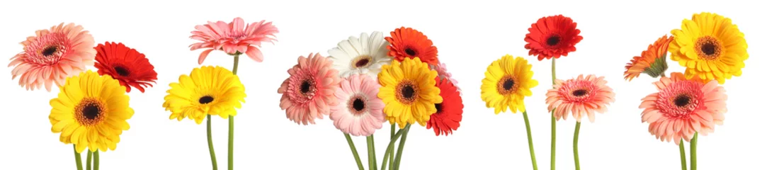 Foto auf Acrylglas Set with beautiful gerbera flowers on white background. Banner design © New Africa