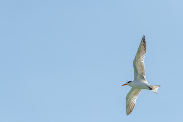 Fototapeta na wymiar A Royal Tern (Thalasseus maximus) in flight against a clear blue sky in Florida, USA.