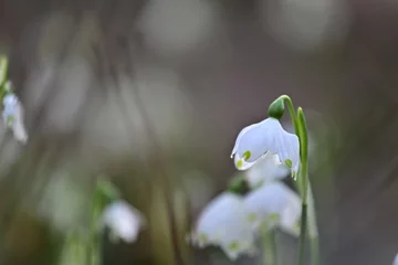 Foto auf Alu-Dibond March cupola (Leucojum vernum) or snowdrop flowering in spring, lily of the valley © GrebnerFotografie