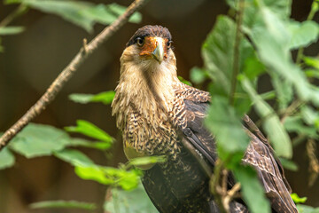 Portrait of a southern caracara (Caracara plancus)