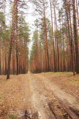 The road through the summer forest during the day.