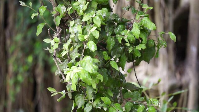 Loranthus with a natural background. Parasitic plants that grow on the branches of woody trees. It belongs to the family Loranthaceae