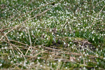 Many spring snowflakes (Leucojum vernum) or snowdrops flowering in a meadow in spring