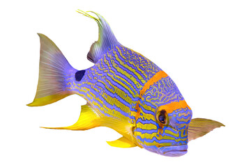 Sailfin snapper fish or blue-lined sea bream isolated on white. Symphorichthys spilurus species...