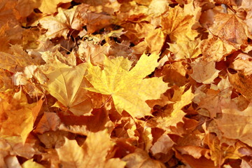 Naklejka na ściany i meble Autumn yellow maple leaves lie on the ground.