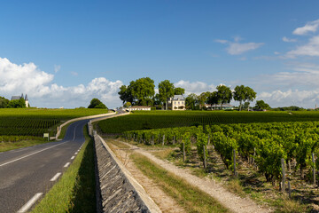 Fototapeta na wymiar Typical vineyards near Chateau Pichon Longueville Comtesse de Lalande, Bordeaux, Aquitaine, France