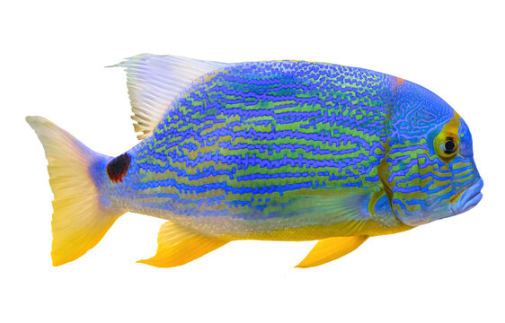 Sailfin snapper fish or blue-lined sea bream in isolated on white. Symphorichthys spilurus species living in eastern Indian Ocean and western Pacific Ocean and Western Australia Great Barrier Reef.