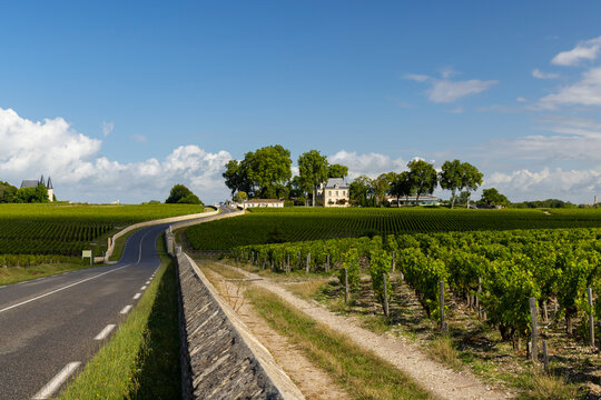 Typical vineyards near Chateau Pichon Longueville Comtesse de Lalande, Bordeaux, Aquitaine, France