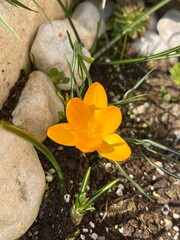 yellow flower on stone
