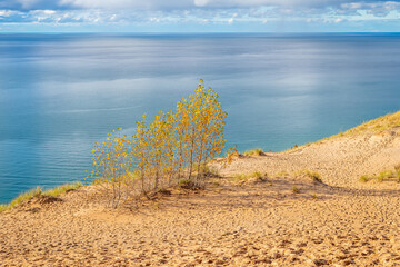 A stand of Yellow Quaking Aspen trees (Populus tremuloides) on a dune overlooking the Lake Michigan shoreline in the autumn the Sleeping Bear Dunes National Seashore, USA.