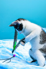 Czarno biały Kot bawiący się piórkiem na niebieskim tle © Paweł Kacperek
