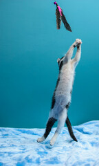 Czarno biały Kot bawiący się piórkiem  © Paweł Kacperek