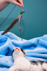 Czarno biały Kot bawiący się piórkiem na niebieskim tle © Paweł Kacperek